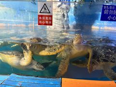 -烟台海昌鲸鲨海洋公园