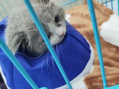 -瑞鹏动物医院宠美康(扬子江路分院)