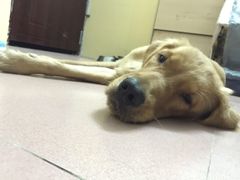 -严国平动物医院(德政总院)