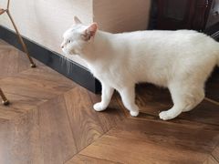 -蓝鲸·缅因猫舍