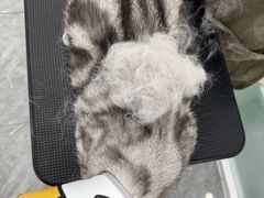 -爱洗澡的猫(望京店)