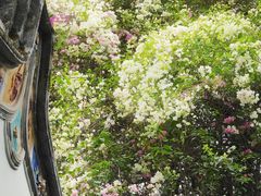 -深圳国际园林花卉博览园