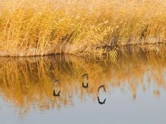 -野鸭湖国家湿地公园