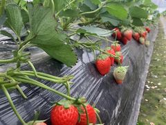 -尚田草莓姑娘白草莓采摘基地