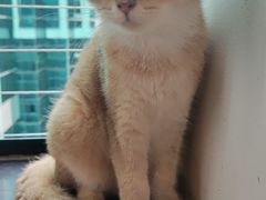 -楼上猫咖(罗湖店)