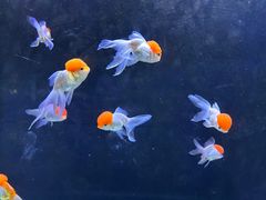 -海合安天津极地海洋公园
