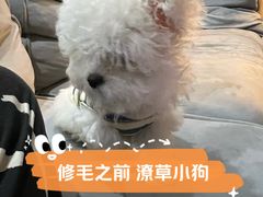 -唐小姐の猫狗洗护·购宠旗舰店(周浦万达店)