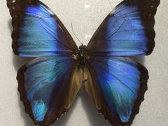 -上海昆虫博物馆