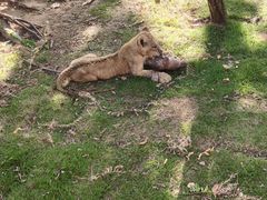 -西霞口神雕山野生动物世界