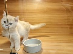 -猫十亿·布偶金渐层·曼基康矮脚猫舍(青年路店)