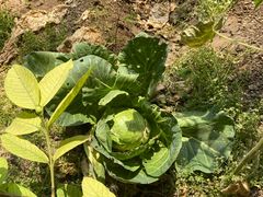 -万源龙顺度假庄园生态观光园