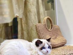 -欣宠猫屋·矮脚拿破仑·蓝金金渐层