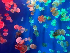 -成都浩海立方海洋公园
