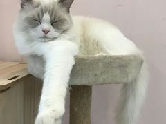 -猫咪派对(江南西店)