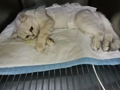 -康乐宝动物医院