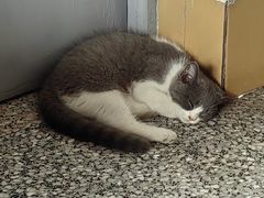 -瑞鹏宠物医院·夜间急症·心超·猫科(祖庙分店)