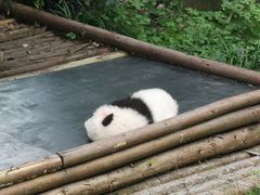 景点-成都大熊猫繁育研究基地