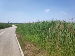 -盐城丹顶鹤湿地生态旅游区