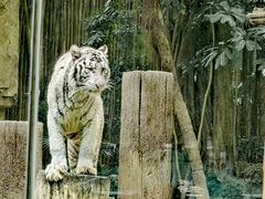 -广州长隆野生动物世界