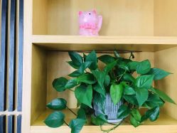 -WENDY·温迪皮肤管理