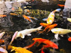 -浣花锦绣(杜甫草堂店)