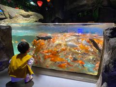 -石家庄海洋公园