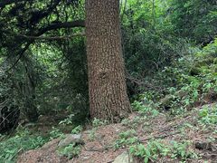 -苍山感通索道
