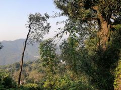 -南山植物园