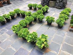 -苍山感通索道