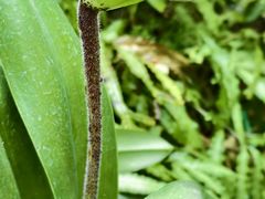 -东莞植物园
