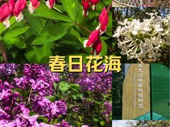 -黑龙江省森林植物园