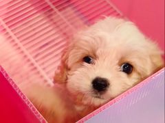 -翊宠yipet猫狗购宠庄园犬舍•猫舍