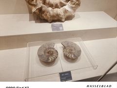 -安徽省地质博物馆