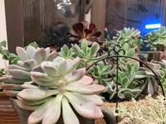 -四姑娘山阿巴郎·藏式花园餐厅