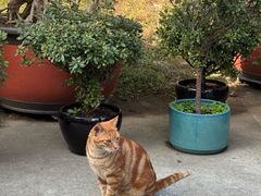 -龙华素斋(龙华路店)