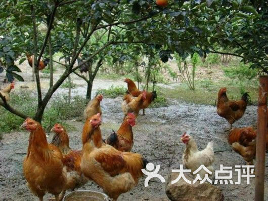 帝锦农庄图片 - 第7张