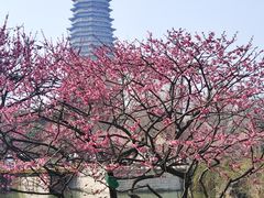-红梅公园