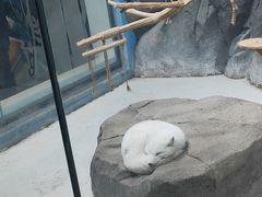 -海合安青岛极地海洋公园