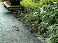 -黑龙江省森林植物园