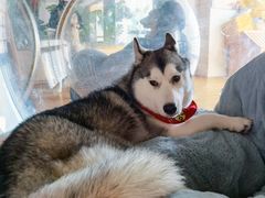 -Husky Go! 哈士奇体验馆·宠物咖啡厅狗咖