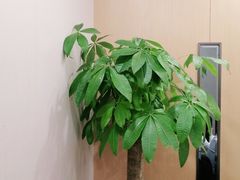 -金时代顺风大酒店(临港百联店)