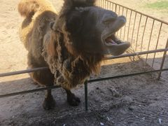 -秦皇岛野生动物园