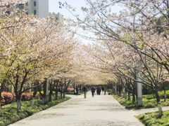 -高东镇樱花园