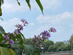 -小洲村