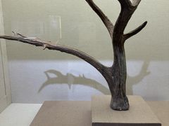 -北京麋鹿生态实验中心