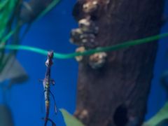 -悉尼海洋生物水族馆