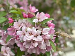 -海棠花溪(元大都城垣遗址公园)