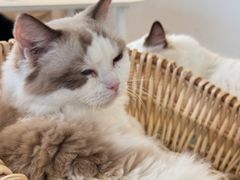 -怪兽屋·羊驼·猫咖·狗咖(俊华广场店)