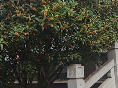 -梦溪园(中营街)