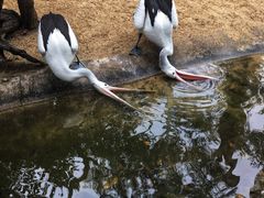 -费瑟代尔野生动物园